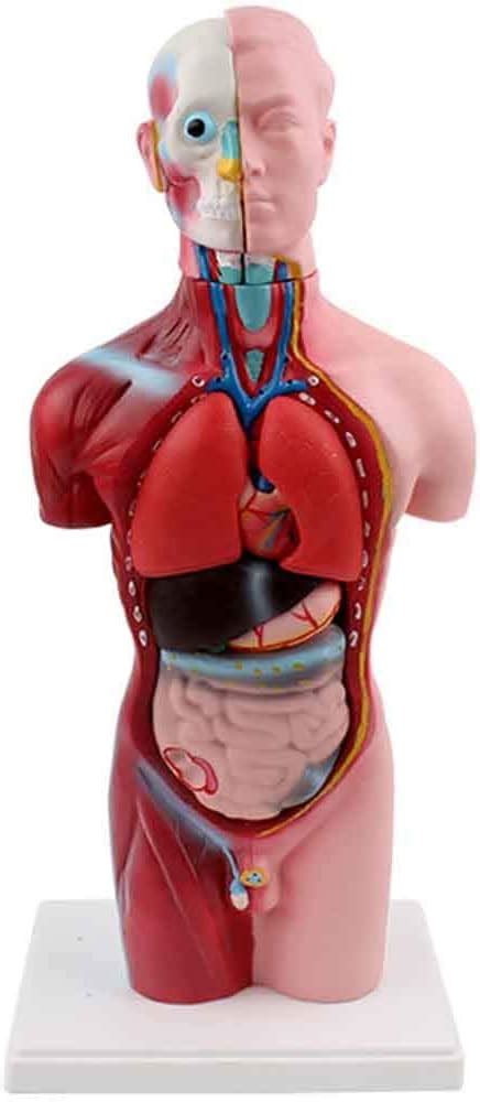 Mini Modelo De Anatomia Do Corpo Humano Modelo Anat Mico De Torso