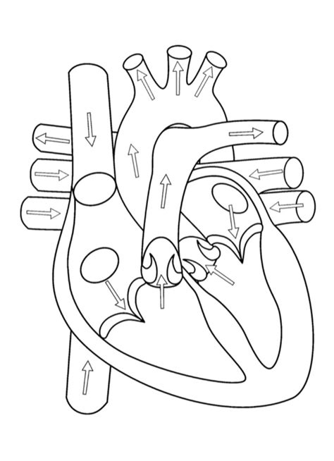 Diagram Of Biology 2201 Labeling The Heart Quizlet