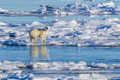 Klimawandel: Eisbären könnten im Jahr 2100 ausgestorben sein - Blick