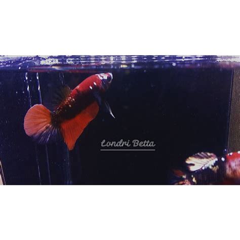 Jual Ikan Cupang Hias 1 Pasang Koi Cooper Shopee Indonesia