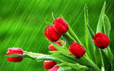 photography, Nature, Plants, Flowers, Rain, Water Drops Wallpapers HD ...