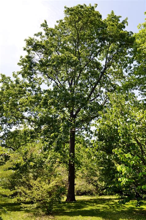 Pignut Hickory Tree