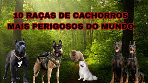 Ra As De Cachorros Mais Perigosos Do Mundo Curiosidades Youtube