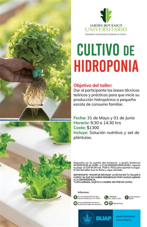 Cultivo De Hidroponia Benem Rita Universidad Aut Noma De Puebla