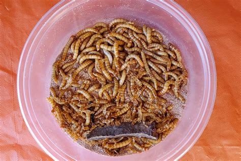 Mealworms 150-Count - Pleasant Hill Pet & Livestock