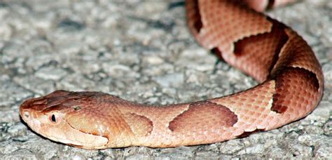 How To Identify Poisonous Snakes Virginia Snake Removal