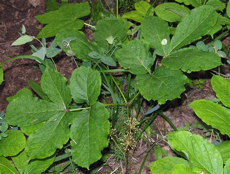 Stories from the Wigwam: Medicinal Monday - Wild Sarsaparilla