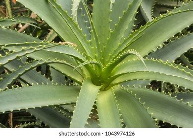 Aloe Arborescens Known Krantz Aloe Candelabra Stock Photo 1043966788