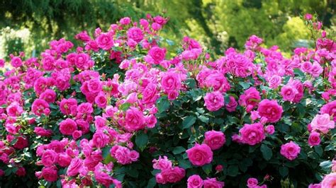 Hd Roses Bush Bloom Flowers Hd Wallpaper Rare Gallery