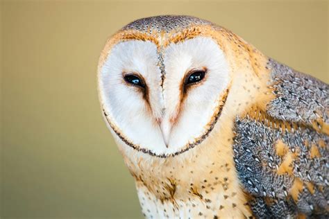 Barn Owl Photos, Download The BEST Free Barn Owl Stock Photos & HD Images