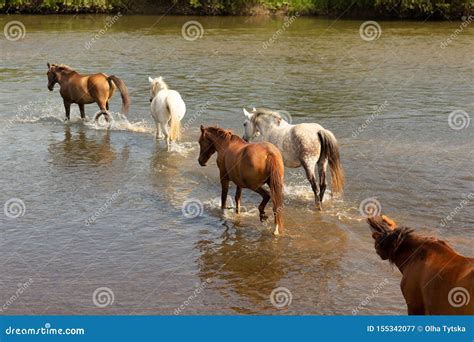 A Group of Horses Running in the Water Across the River Stock Image ...