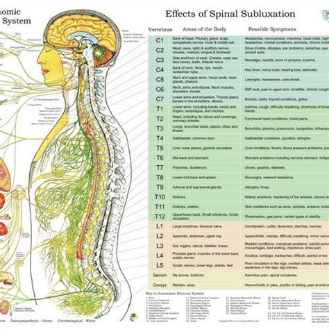 Sclerotome Visceral Pain Referral Chiropractic Poster X Physical