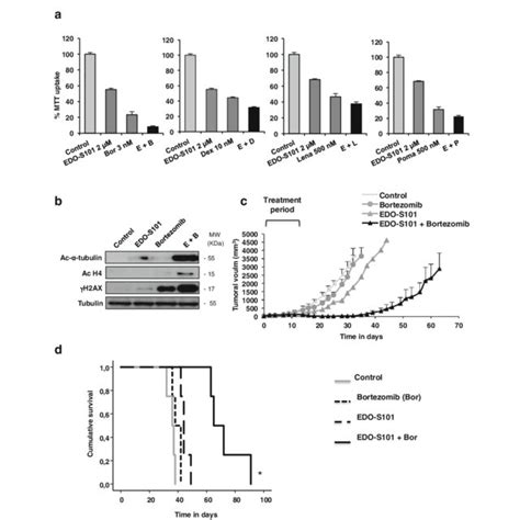 Edo S Synergizes With Bortezomib In In Vitro And In Vivo