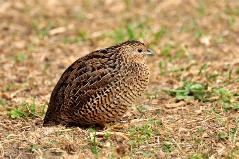 Quail Wallpaper 43 Images