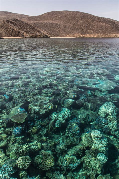 Liveaboard Diving in Djibouti - Divebooker