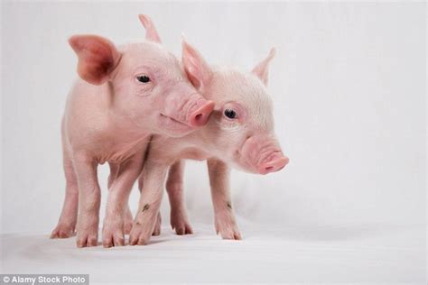 Pigs Grunts And Squeals Help Show Off Their Personalities And How