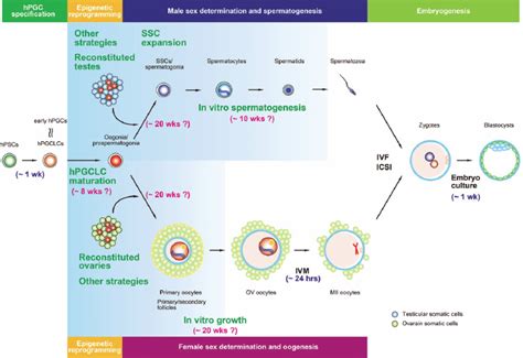 2 State Of The Science In Vitroderived Human Gametes As A