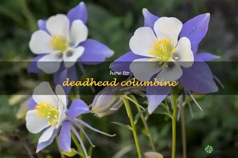 Deadhead Your Columbine A Step By Step Guide Shuncy