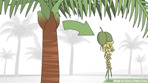 How to Trim a Palm Tree: 13 Steps (with Pictures) - wikiHow