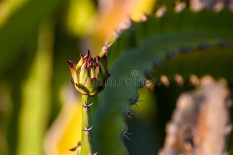 Un Pitaya O Un Pitahaya La Fruta De Varias Diversas Especies Del