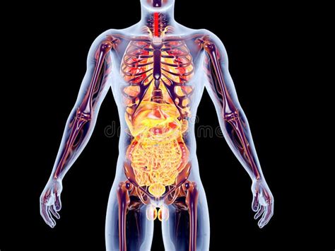 Internal Organs Front View Stock Illustration Illustration Of Chart