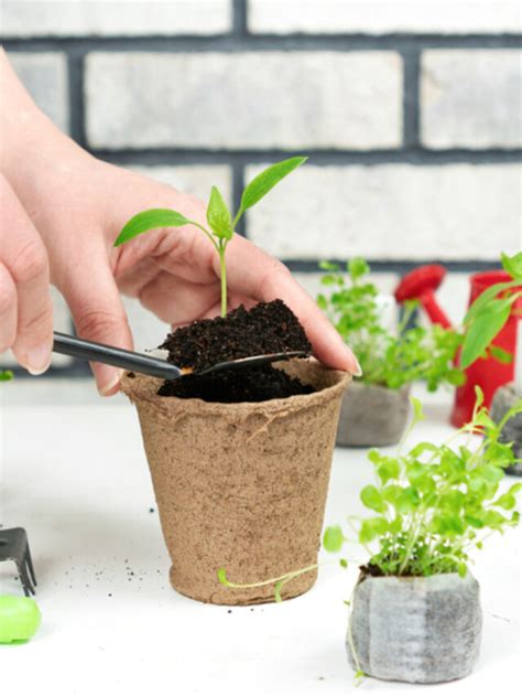 How To Use Coco Coir Pots For Planting Organicbazar Blog