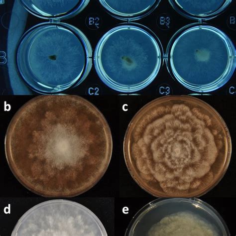 Colony Morphology Of Phytophthora Gemini And Halophytophthora Sp