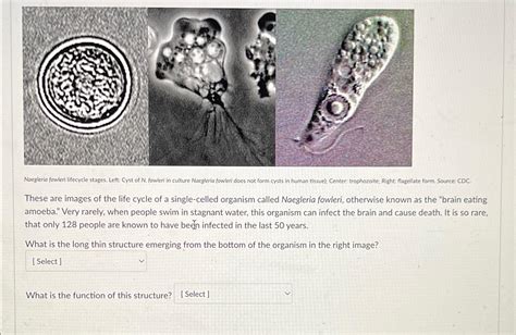 Solved Naegleria Fowleri Lifecycle Stages Left Cyst Of N