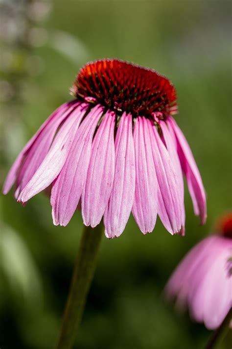 Echinacea Flower Image Stack - Free photo on Pixabay - Pixabay