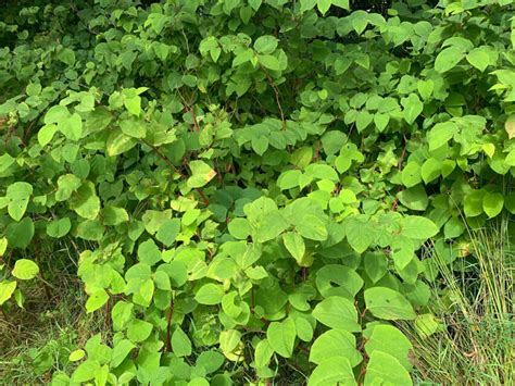 Scientists Discover Tiny Jumping Insects That Eat Japanese Knotweed