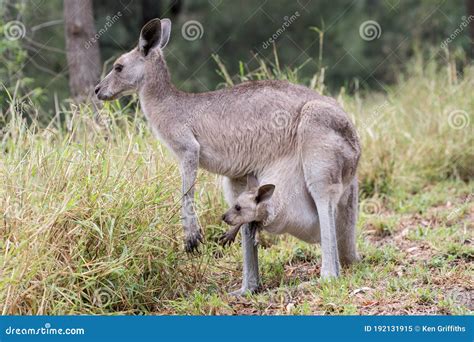 pretty face wallaby stock image image  wallaby wildlife