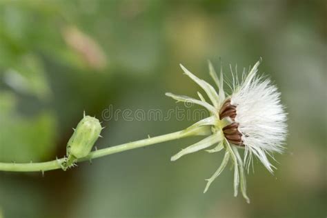 Erechtites Fluffy White Weed Stock Image Image Of Seed Head 193234575