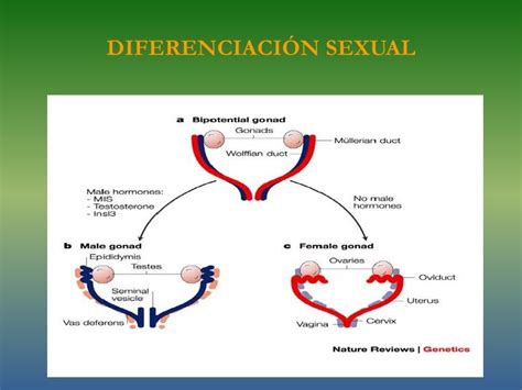 Reproductor De Macho Introduccion