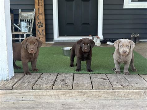 Traders Point Kennel | New Ross IN