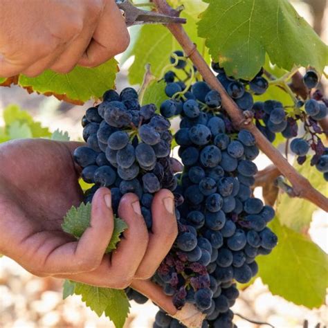 Francia Germania Portogallo E Spagna La Vendemmia Entra Nel Vivo In