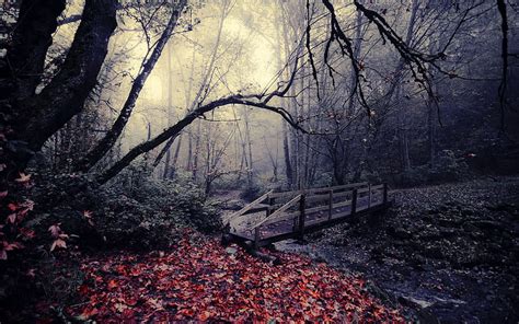 Brã¼cke Herbst Nebel Strom Blatt Wald fondo de pantalla Pxfuel