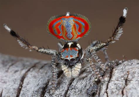 Australia S Peacock Spiders So Cute Even Arachnophobes Will Love Them