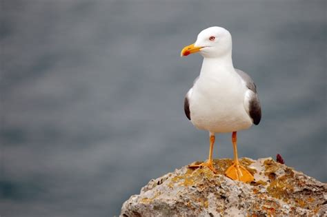 Птица — Bird