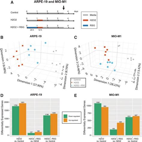 Transcriptome Analysis Of Cells After H 2 O 2 Exposure And Rsg