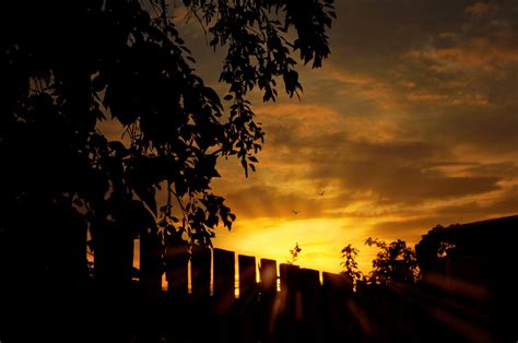 Silhouettes Free Stock Photo Public Domain Pictures