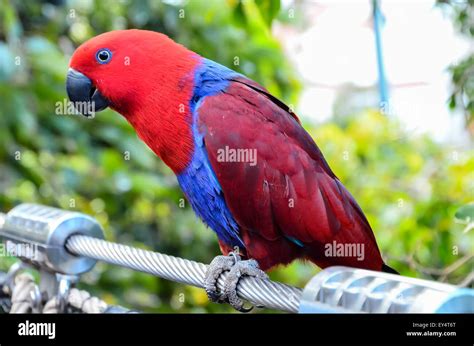 Parrot Tropical Bird Stock Photo - Alamy