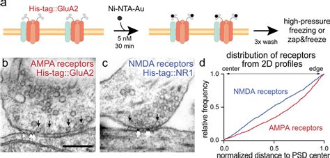 Ampa And Nmda Receptors Cluster At The Periphery And The Center Of The