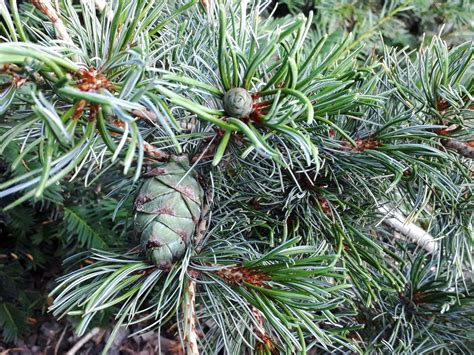 Blaue Zwerg Mädchen Kiefer Glauca Nana Pinus Parviflora Glauca Nana Günstig Kaufen