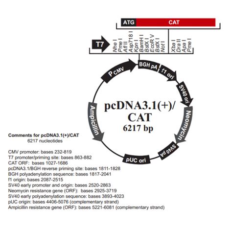 pcDNA3 1 CAT哺乳动物表达载体 基因搜