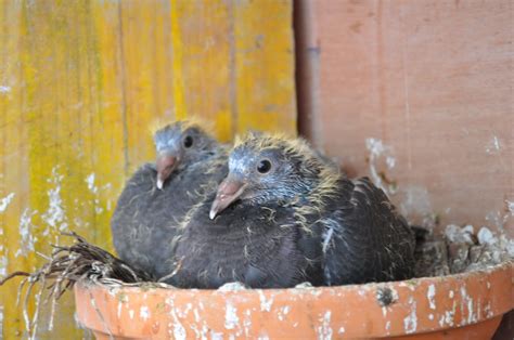 La Colombofilia En La Palma Desarrollo De Los Pichones