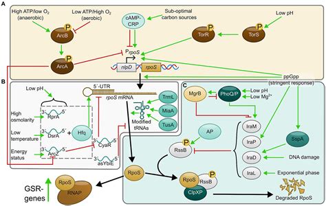 Frontiers New Layers Of Regulation Of The General Stress Response