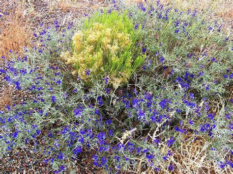 Nevada desert flowers Photograph by Ted Pollard - Fine Art America