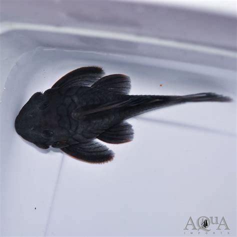 L239 Blue Panaque Pleco Baryancistrus Beggini Aqua Imports