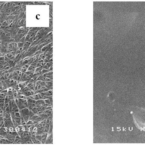 Sem Images Of Cross Sectional Morphology Of Bc A And Bca B At The