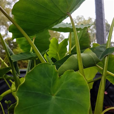 Edible Taro Edible Pond Plant The Lily Farm